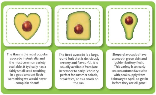 avocado blog types